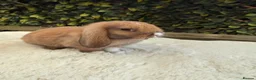 Mini Lop rabbits for sale: Mini lop  - Advert 3