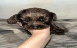 Cockapoo dogs for sale: 💫✨🐶🐾Gorgeous F1B Cockapoos🐾🐶✨💫 - Image 14