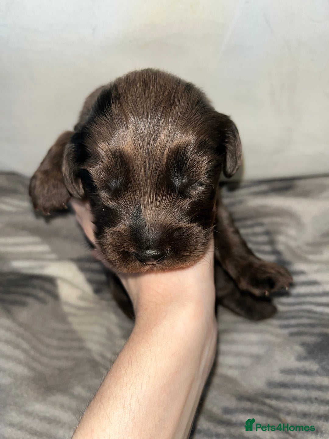 Cockapoo dogs for sale: 💫✨🐶🐾Gorgeous F1B Cockapoos🐾🐶✨💫 - Image 14