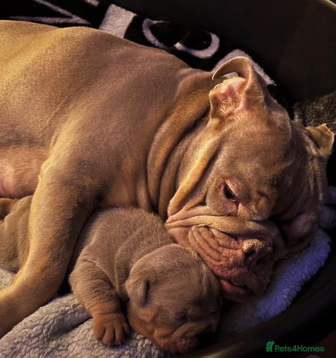 English Bulldog dogs for sale: 2 English bulldog 'lilac' puppies READY 8TH DEC 25 - Advert 10