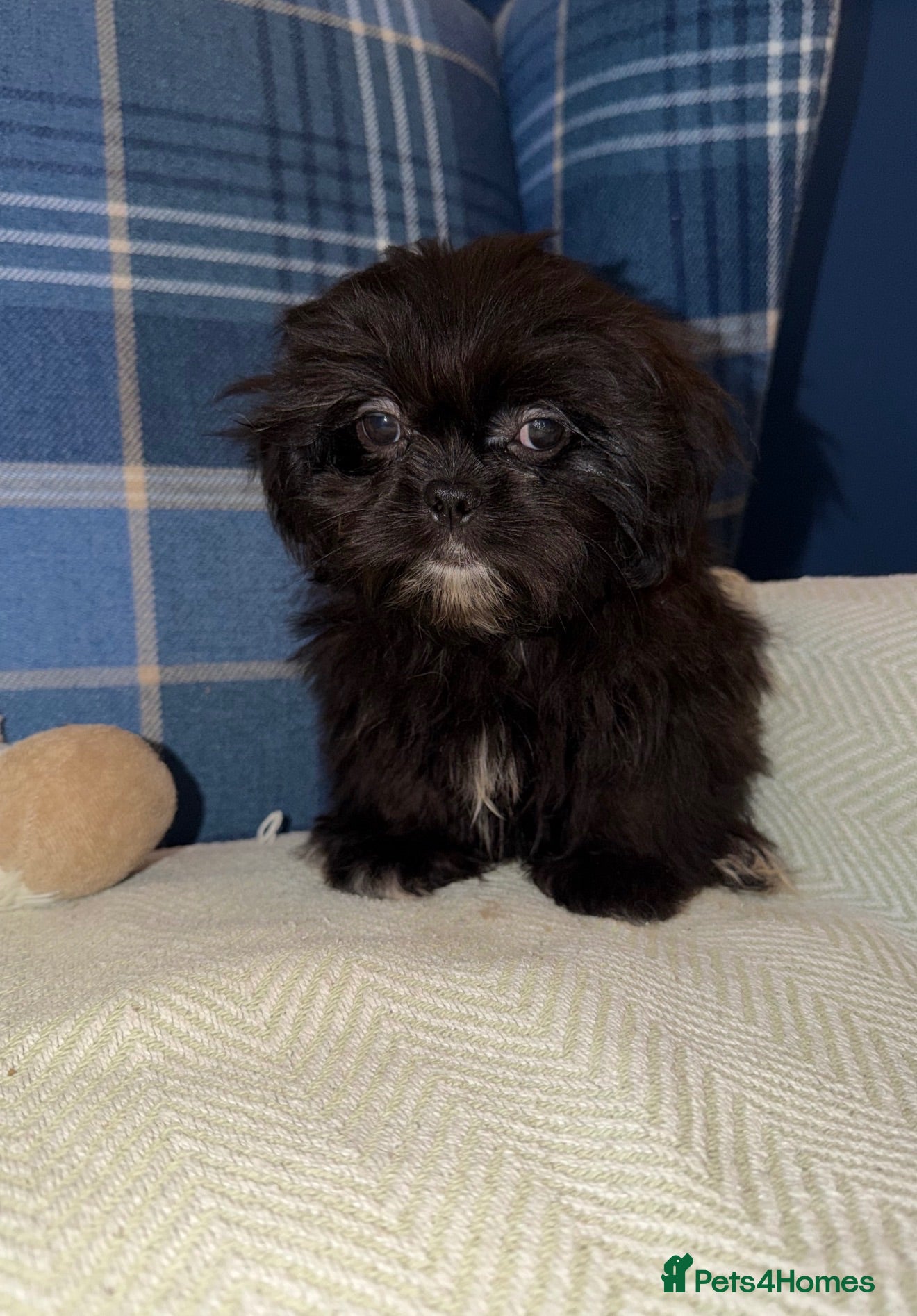 Shih Tzu dogs 💖💙Stunning Black Shih Tzu Puppies💙💖 - Advert 1