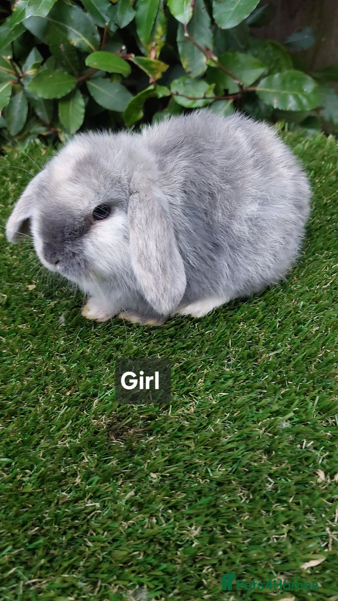 Mini Lop rabbits for sale: Adorable mini lop baby rabbits ready now - Advert 5