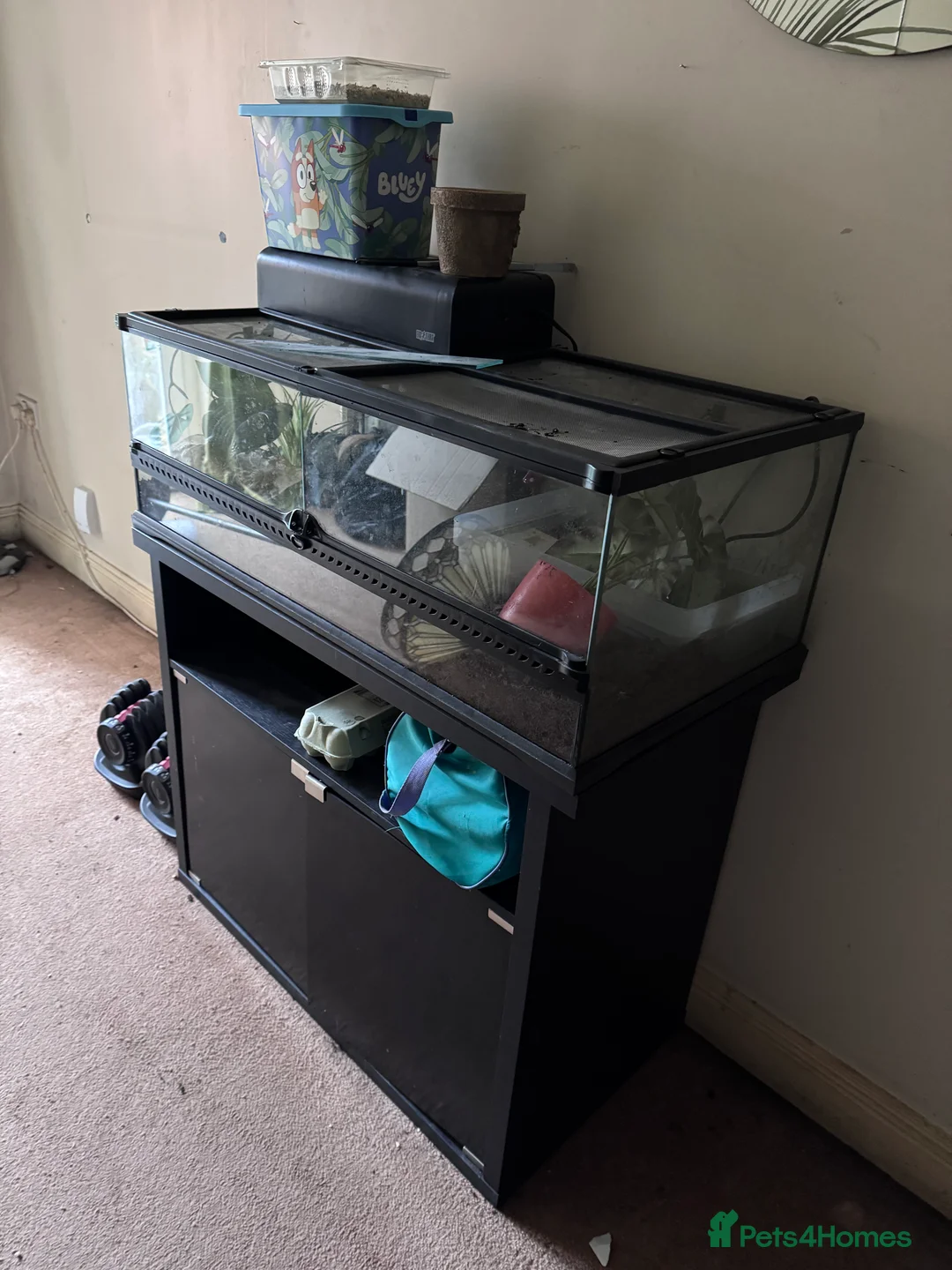 Frog reptiles for sale: Giant African Bullfrog & Exoterra Vivarium in Bournemouth - Advert 2