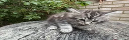 Maine Coon cats for sale: Maine Coon Bengal Cross Kittens - Advert 9