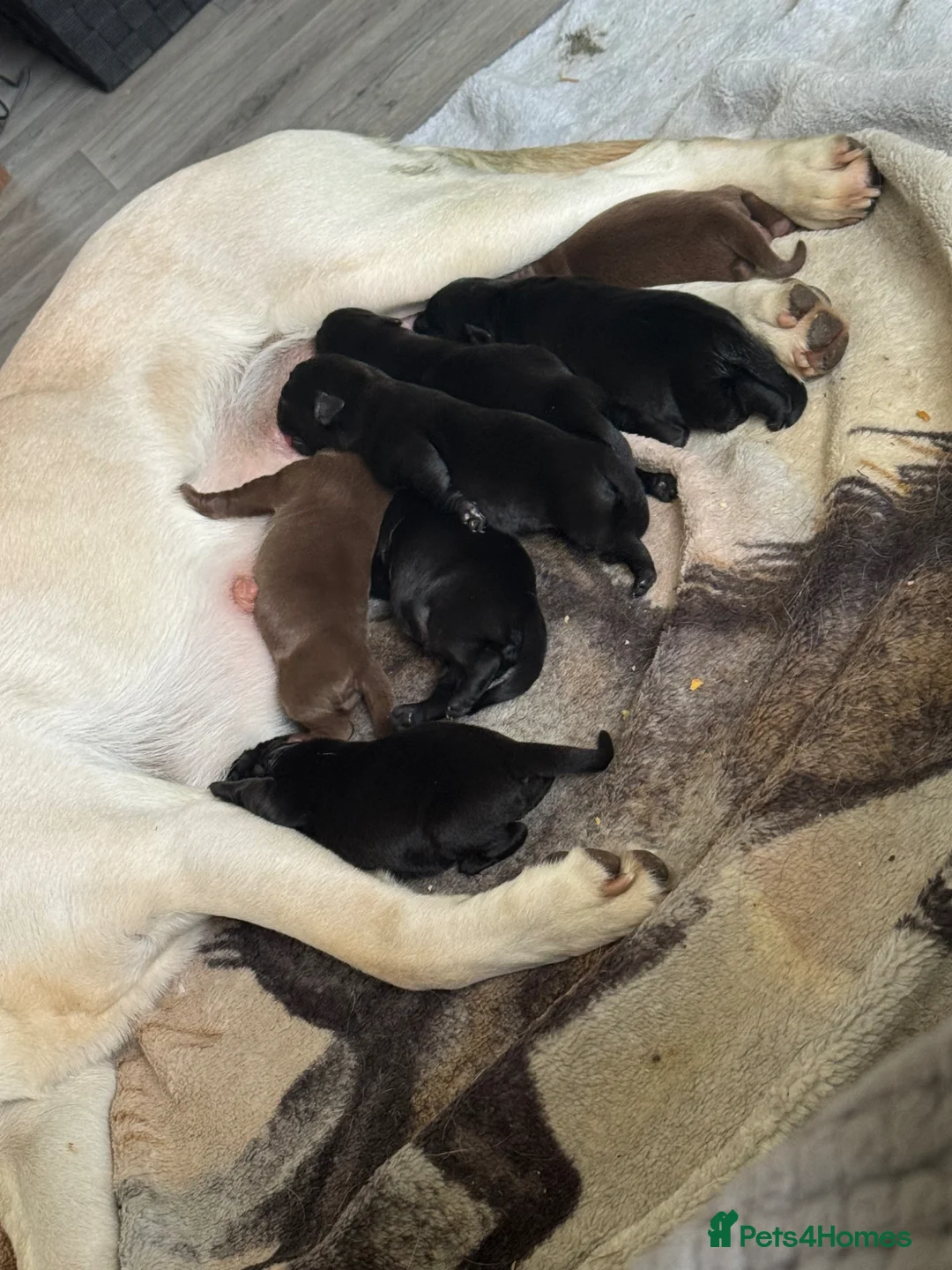 Labrador Retriever dogs for sale: KC registered Labradors  - Advert 3