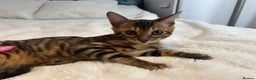 Bengal cats for sale: Champion bloodline Bengal kittens - Advert 18