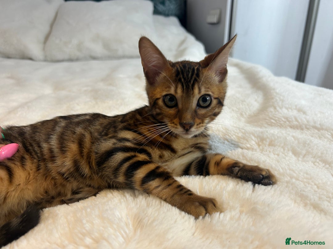 Bengal cats for sale: Champion bloodline Bengal kittens - Advert 18