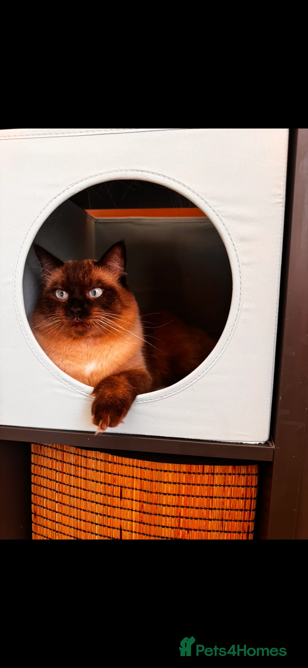 Ragdoll cats for sale: Seal point Ragdoll ‘Iggy’  - Advert 5