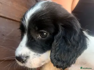 Sprocker dogs Sprocker puppys - Advert 2