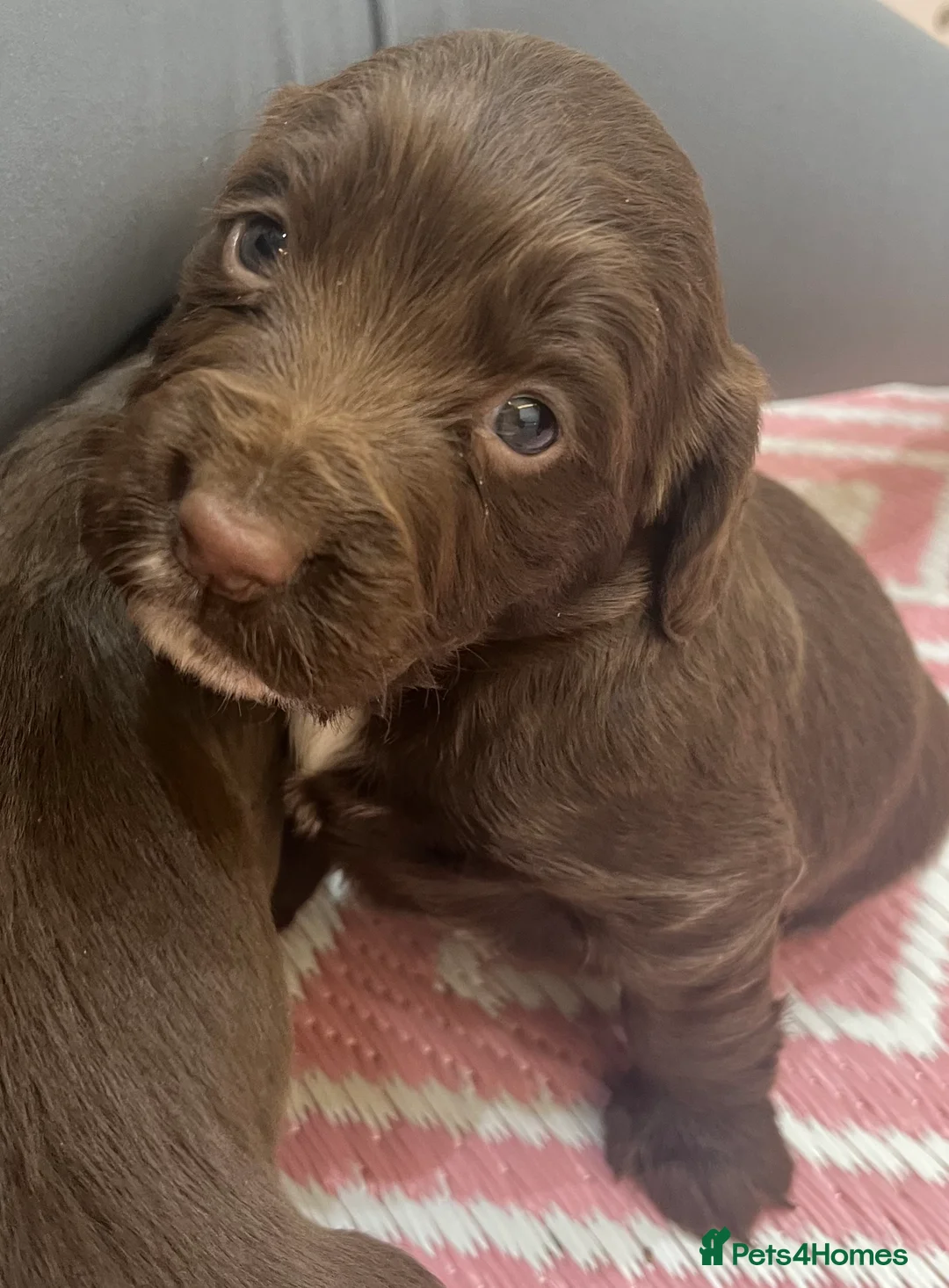 Sprocker dogs for sale: Sprocker puppies for sale  - Advert 13