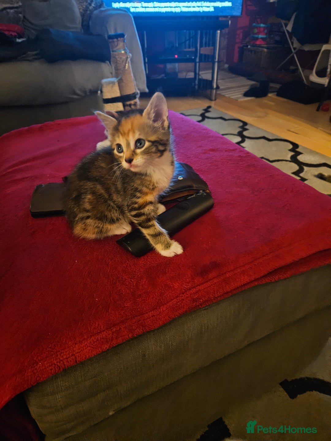 British Shorthair cats for sale: Kittens for sale - Image 2