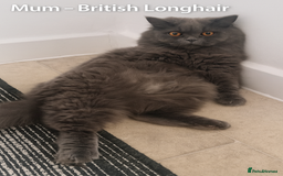 British Shorthair cats for sale: ✨ GCCF Registered British Shorthair Kittens ✨ - Image 9