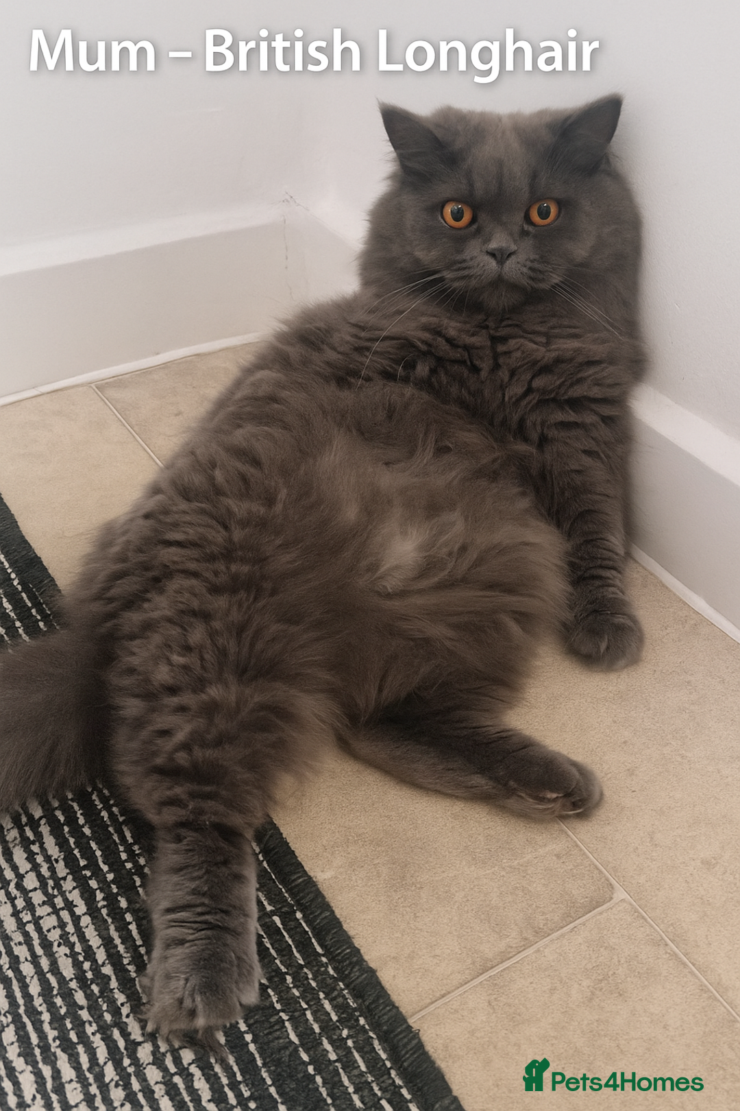 British Shorthair cats for sale: ✨ GCCF Registered British Shorthair Kittens ✨ - Image 9