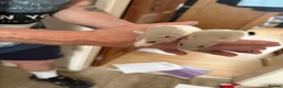 Rat rodents for sale: Baby rats - Advert 5