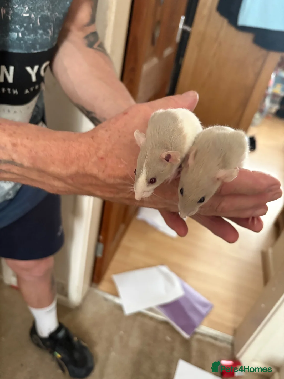Rat rodents for sale: Baby rats - Advert 5