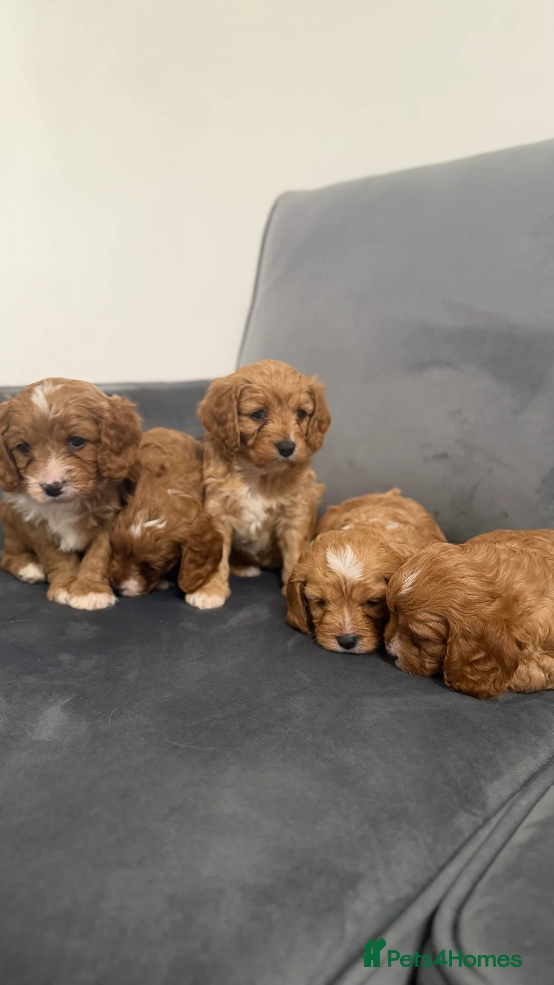 Cavapoo dogs for sale: Beautiful Cavapoo puppies - Advert 2