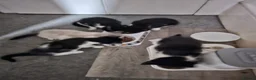 Mixed Breed cats for sale: Sweet kitties in Southampton - Advert 4
