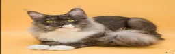 Maine Coon cats for sale: TICA Registered Maine Coon Kittens - Advert 3
