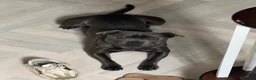Staffordshire Bull Terrier dogs for sale: Beautiful blue Staffordshire Bull Terrier Puppies  - Advert 6