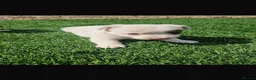 Jack Russell dogs for sale: Beautiful jack Russell puppies  in Reading - Advert 8