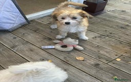 Chinese Crested dogs for sale: Chinease crested powder puff  - Image 13