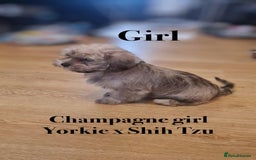 Shorkie dogs for sale: Shorkie pups ready now - Image 15