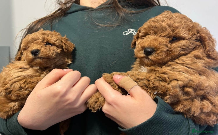 Toy Poodle dogs - Advert 3