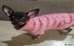 Chihuahua dogs for sale: Pheobe is looking for a 5 star forever home  - Advert 4
