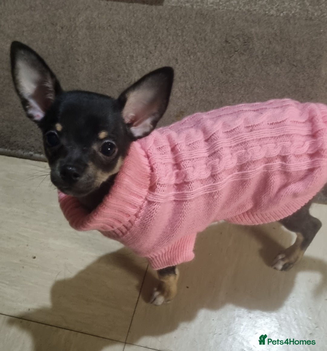Chihuahua dogs for sale: Pheobe is looking for a 5 star forever home  - Advert 4