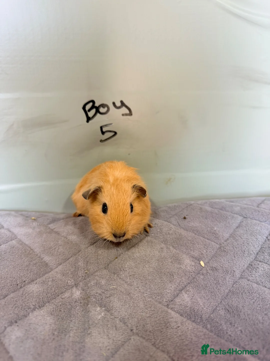 Guinea Pig rodents for sale: Guinea pigs for sale  - Advert 2