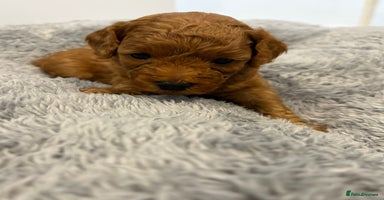Cavapoo dogs - Advert 4