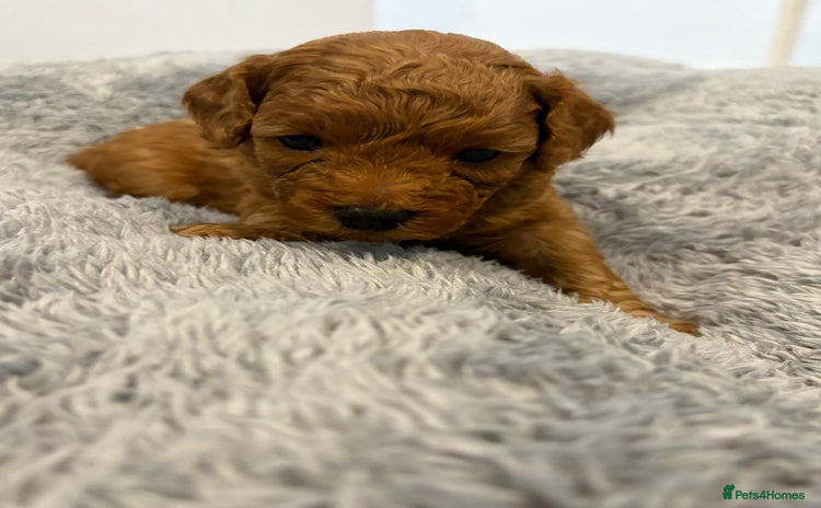 Cavapoo dogs - Advert 16