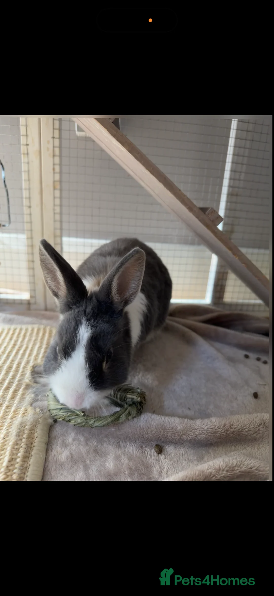 Dwarf Lop rabbits for sale: Grey and white dwarf bunny in Aylesbury - Advert 2