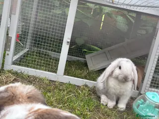 Mini Lop rabbits mini lops - Advert 5