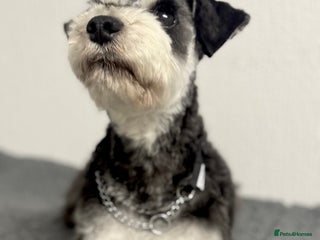 Miniature Schnauzer dogs Absolutely stunning girl 18months old - Advert 1