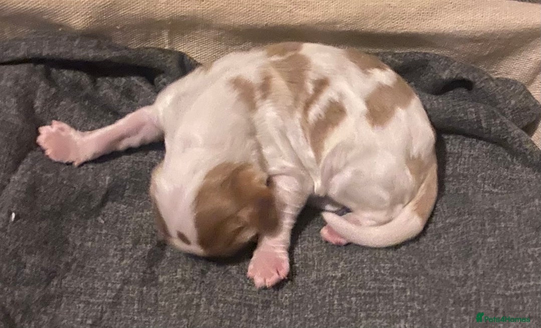 Cocker Spaniel dogs for sale: ‘Show Type’ Cocker Spaniel Puppies. KC Registered. - Advert 14