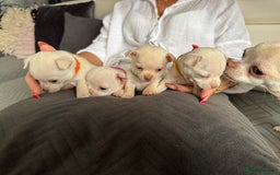 Chihuahua dogs for sale: 🐶 tiny chihuahua pups - Image 11