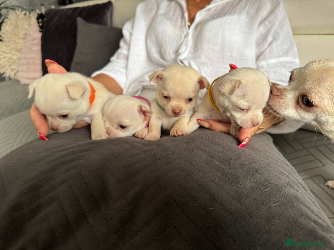 Chihuahua dogs for sale: 🐶 tiny chihuahua pups - Image 11