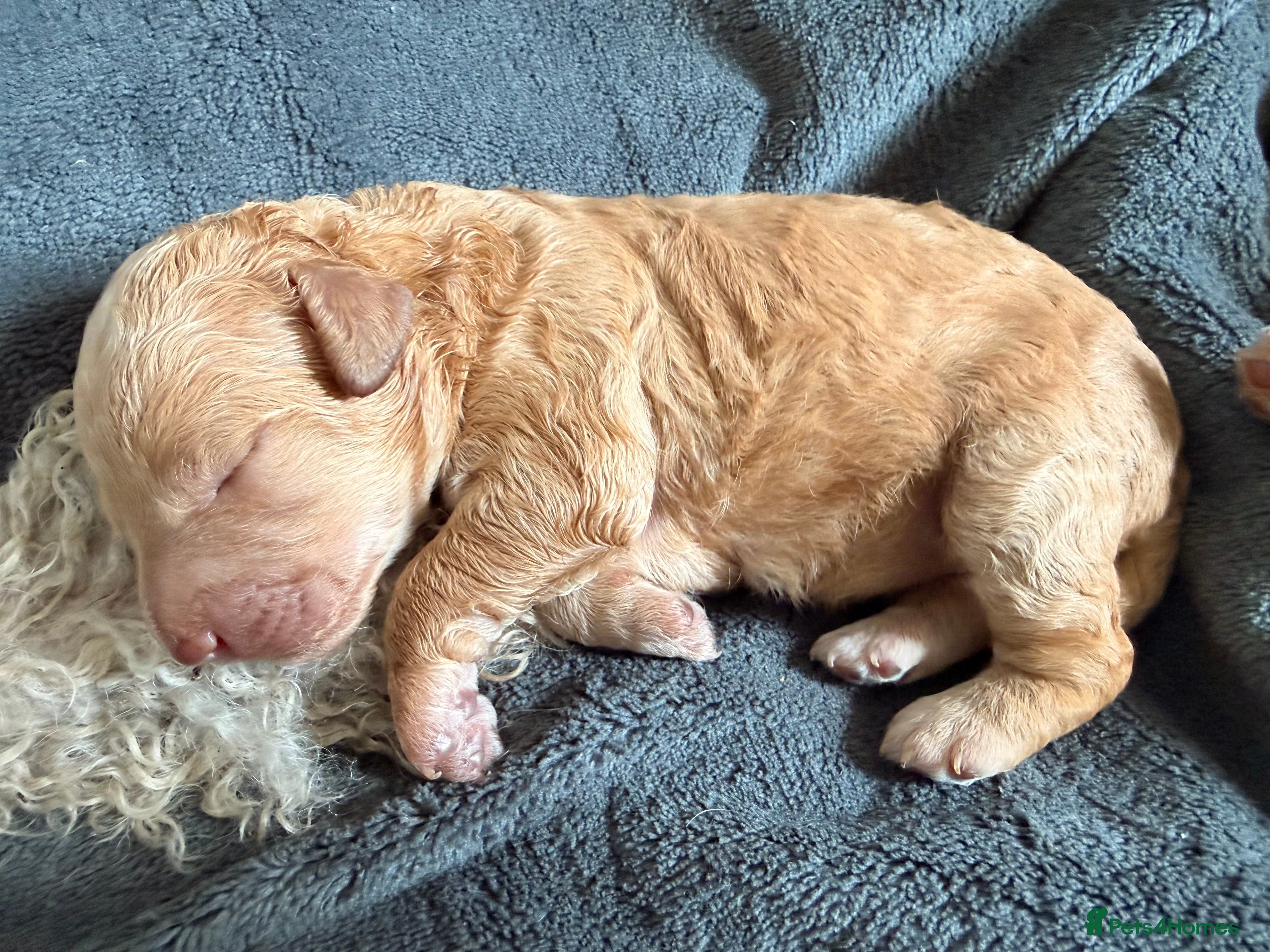 Australian Labradoodle dogs Multigenerational Australian Labradoodle  - Advert 2
