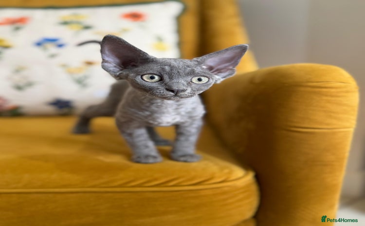 Devon Rex cats - Advert 3