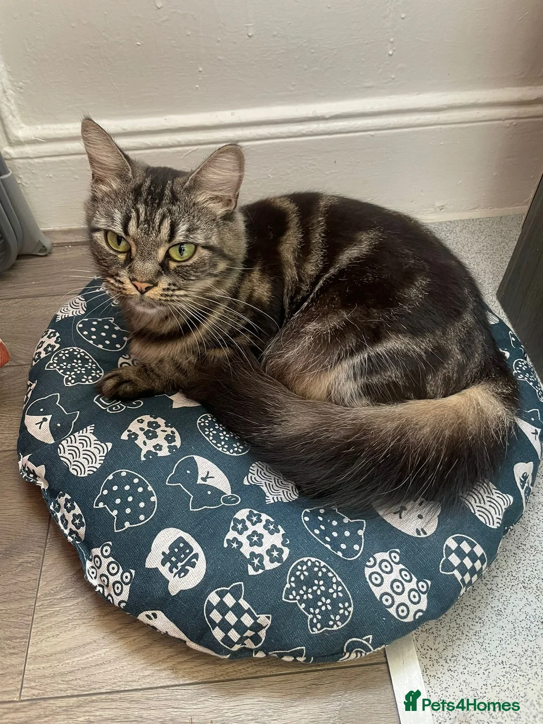 Mixed Breed cats for sale: Stunning kittens for sale  - Advert 1