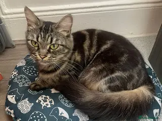 Mixed Breed cats Stunning kittens for sale - Advert 10