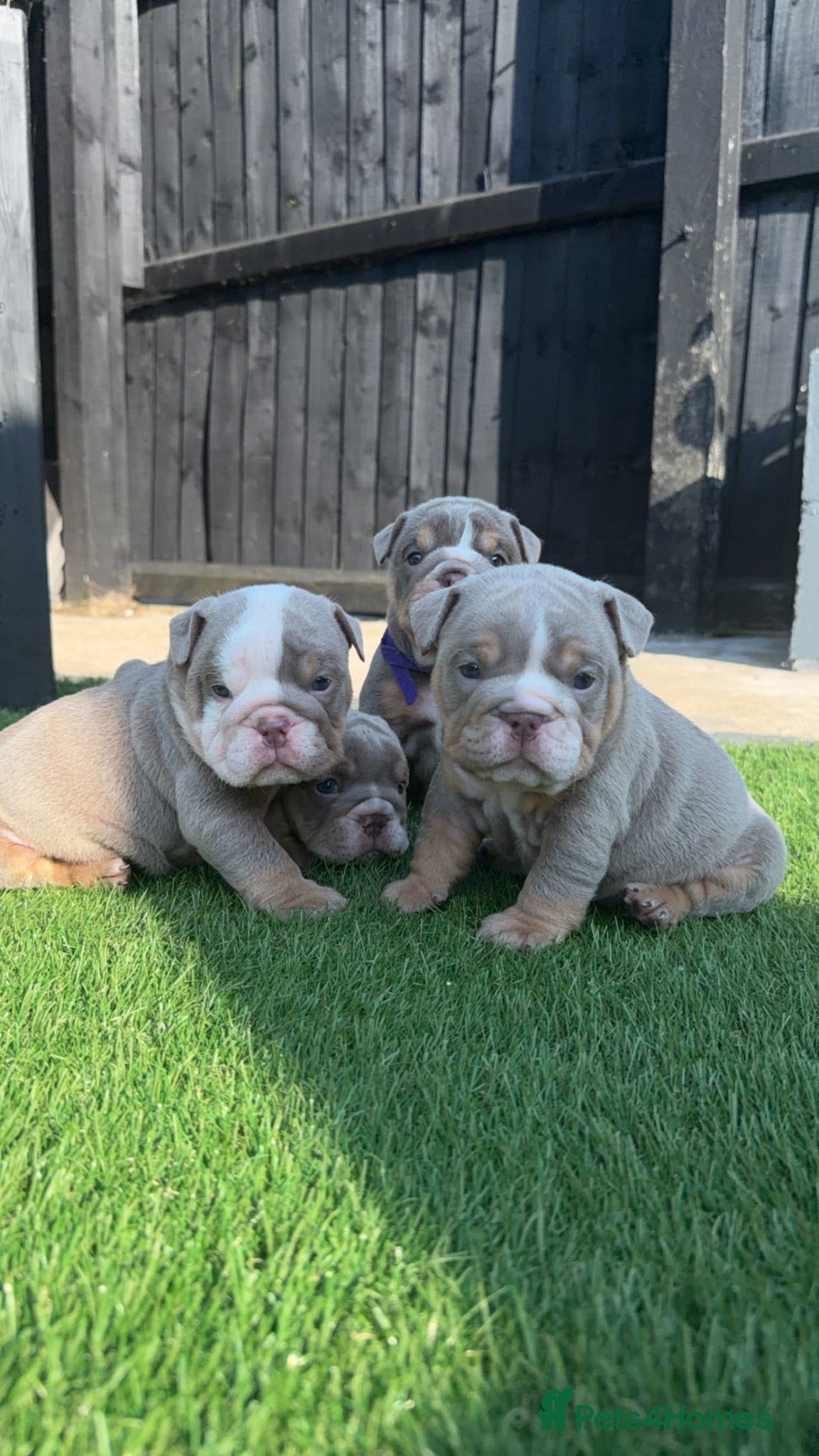 English Bulldog dogs English bulldogs ✨ - Advert 2