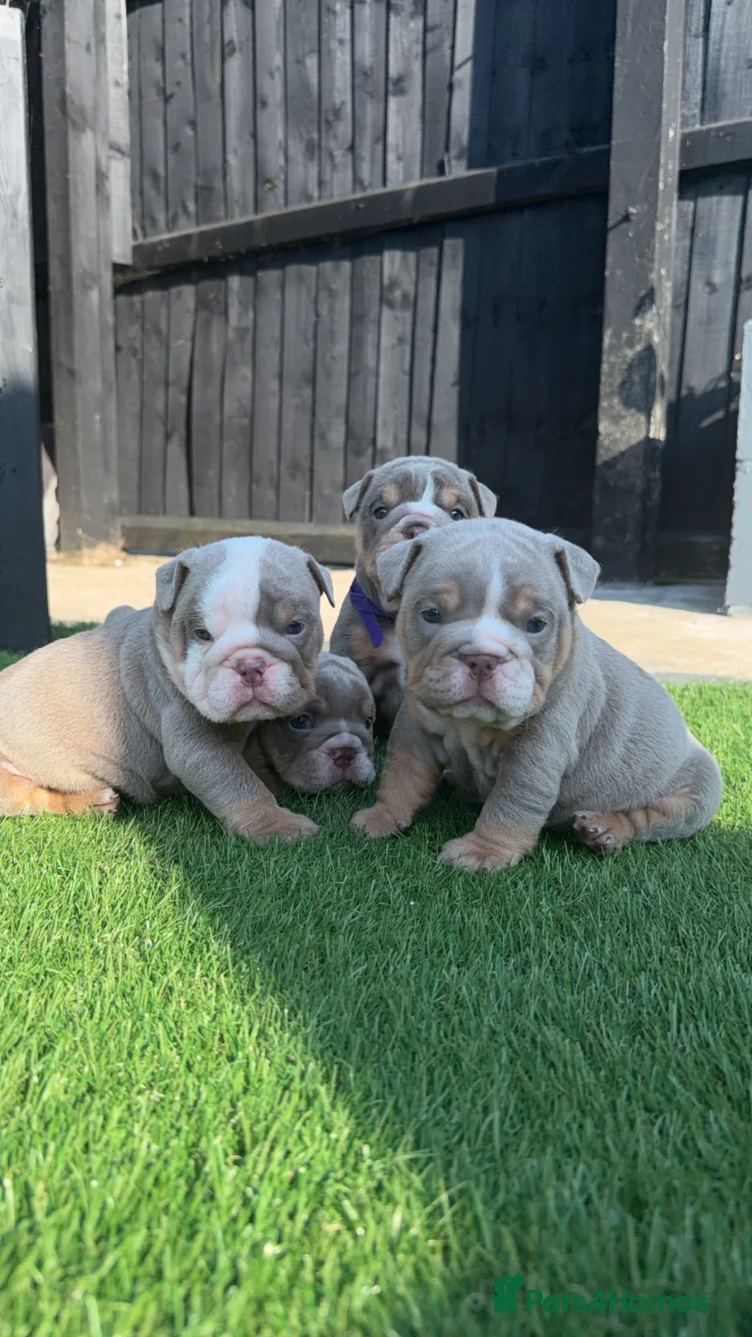 English Bulldog dogs for sale: English bulldogs ✨ - Advert 1
