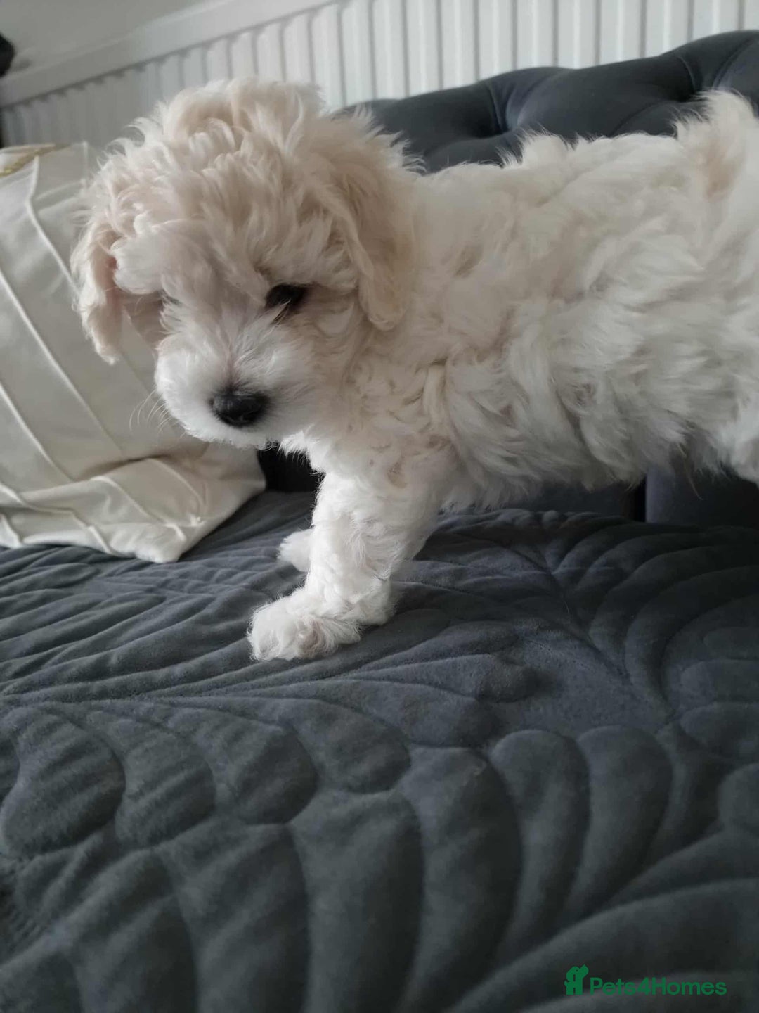 Maltese dogs for sale: 🐩 🏡 Beautiful maltese looking for new home 🏡🐩 - Image 12