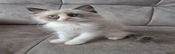 Ragdoll cats for sale: Seal Bi-Color Ragdoll boy DNA tested  - Advert 5