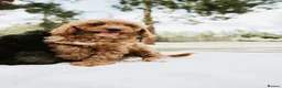 Cavapoo dogs for sale: F1 Miniature Cavapoo Puppies For Sale  in Sittingbourne - Advert 12