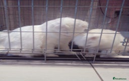 Scottish Fold cats for sale: ready now for there forever homes - Advert 22