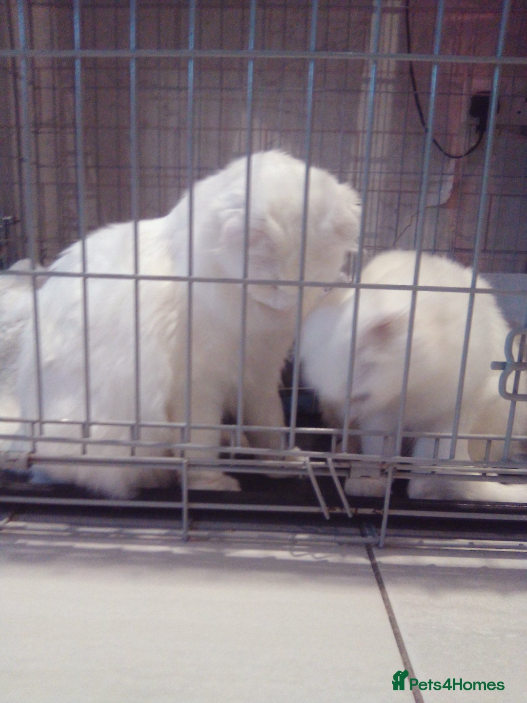 Scottish Fold cats for sale: ready now for there forever homes - Advert 22