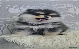Pomsky dogs for sale: Pomsky puppies very small toy size F3  - Image 5